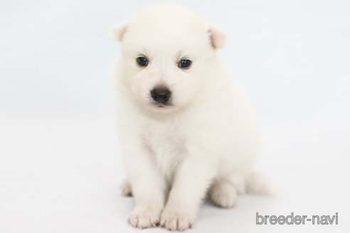 成約済の神奈川県の日本スピッツ-315950の2枚目